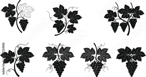 Set of grapevine branch silhouettes with grape clusters and leaves, elegant vineyard fruit vector illustration for wine and design