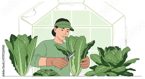 Woman Harvesting Fresh Greens From Her Garden Inside a Greenhouse, Lifestyle Concept