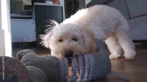 Maltipoo Puppy Chewing and Playing with Large Plush Toy Indoors