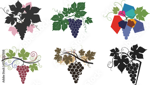 Colorful grapevine vector set with artistic leaf designs, creative wine grape illustrations for labels, decoration, vineyard and winery branding