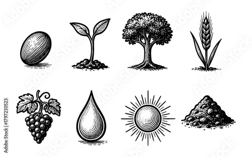 Hand drawn nature elements: egg, plants, tree, grapes, seedling, sun, soil