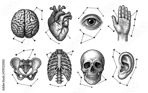 Vintage anatomical sketches with celestial elements in constellation style