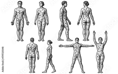Human anatomy male and female figures in detailed vintage etching style