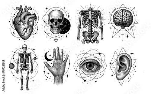 Vintage anatomy art with celestial and geometric elements