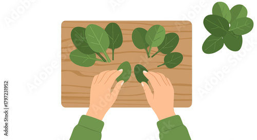 Woman's Hands Preparing Fresh Spinach on Wooden Cutting Board for Cooking Purposes
