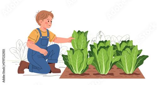 Young Gardener Inspecting Lush Green Lettuce Plants in the Field on a Sunny Day
