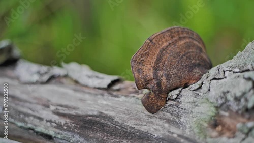 wood mushroom in the tree
