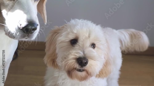 Maltipoo Puppy Portrait Interacting with Senior Beagle Indoors