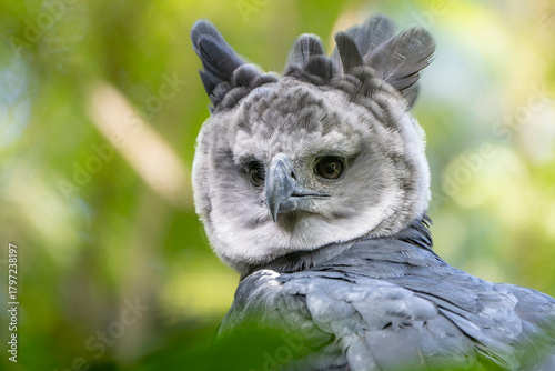hARPY EAGLE
