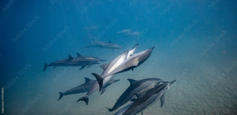 Fototapeta premium Underwater shot of pod of dolphins swimming in blue ocean