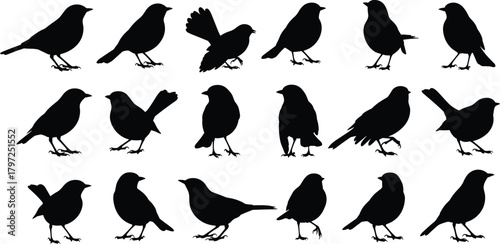 Bird silhouette collection vector, various species and poses, posture study chart, black white contrast, cad drawing flat vector illustration