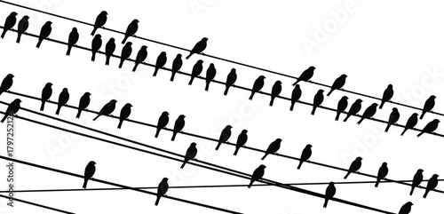 Bird silhouettes on intersecting wires, urban nature vector, black white contrast, perched bird pattern, cad drawing flat vector illustration
