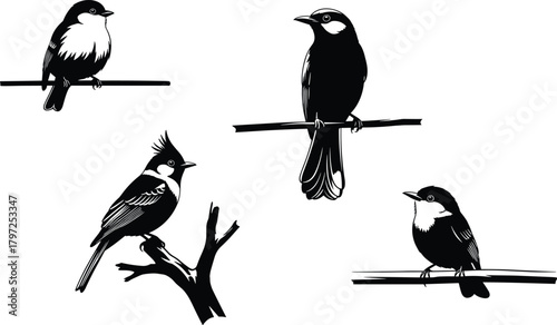 Stylized birds perched on branches, silhouette nature vector, species variation study, black white contrast, cad drawing flat vector illustration