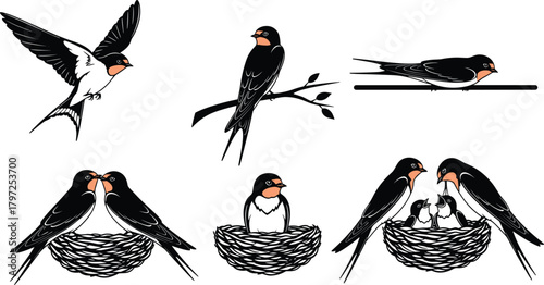 Swallow bird silhouette vector, flying, perching, nesting, feeding chicks, nature behavior study, cad drawing flat vector illustration