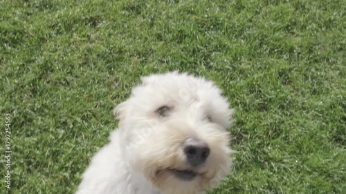 Cute Maltipoo Puppy Standing on Hind Legs Performing Trick
