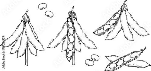 Soybeans pods and beans vector illustration
