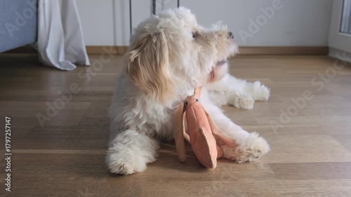 Fluffy Maltipoo Puppy Resting with Plush Toy Indoors