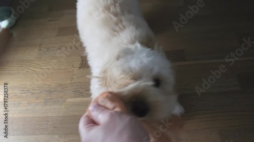 Maltipoo Puppy Engaged in Playful Tug-of-War with Owner