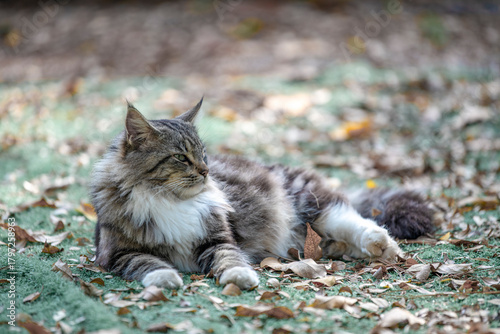 Photography Very cute pet kittens in the wild