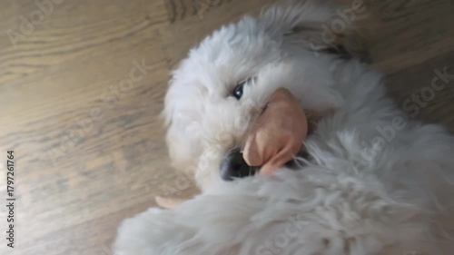 Maltipoo Puppy Rolling Over and Playing with Toy on its Back