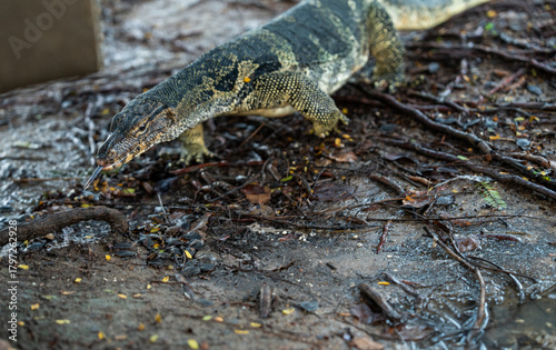 Monitor Lizards at Lumpini Park – Urban Wildlife in the Heart of Bangkok, Thailand  | Southeast Asia Documentary Photography