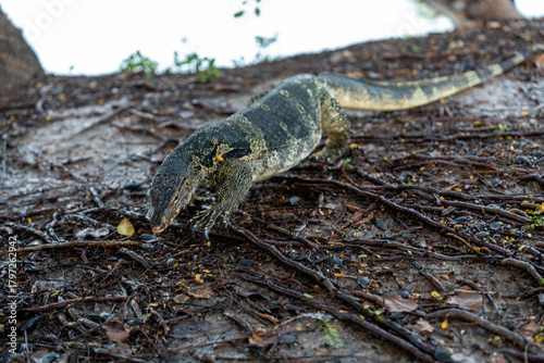 Monitor Lizards at Lumpini Park – Urban Wildlife in the Heart of Bangkok, Thailand  | Southeast Asia Documentary Photography