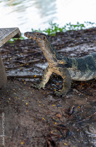 Monitor Lizards at Lumpini Park – Urban Wildlife in the Heart of Bangkok, Thailand  | Southeast Asia Documentary Photography
