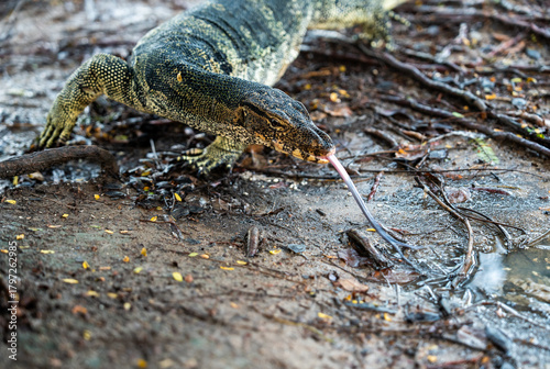 Monitor Lizards at Lumpini Park – Urban Wildlife in the Heart of Bangkok, Thailand  | Southeast Asia Documentary Photography