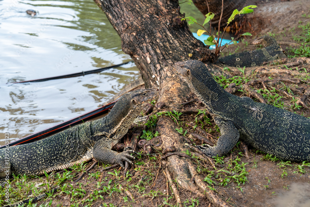 Obraz premium Monitor Lizards at Lumpini Park – Urban Wildlife in the Heart of Bangkok, Thailand | Southeast Asia Documentary Photography