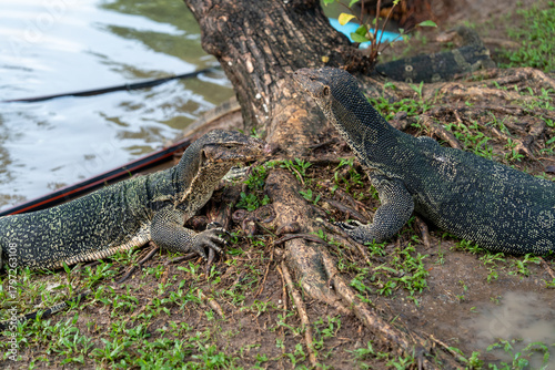 Monitor Lizards at Lumpini Park – Urban Wildlife in the Heart of Bangkok, Thailand  | Southeast Asia Documentary Photography