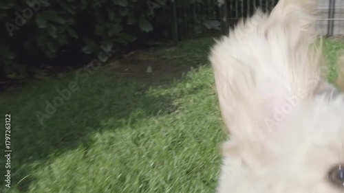 Excited Maltipoo Puppy Running Outdoors Close-up Video