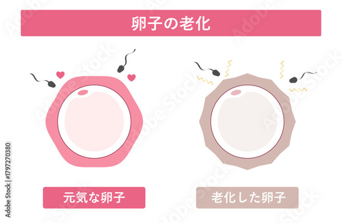 卵子の老化