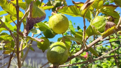 raw green guava on the tree fruit close up blue sky