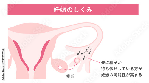 妊娠のしくみ_妊娠しやすい