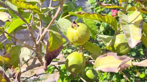 raw guava on the tree fruit close up