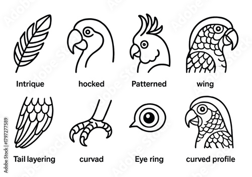 Bird anatomy illustrations featuring parrots and feathers