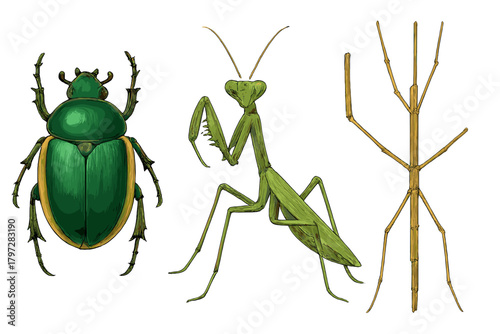 Detailed grouping of scarab beetle, praying mantis, and stick insect specimens