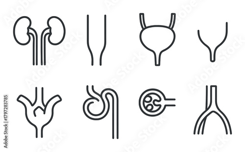 Minimalist black and grey urinary system icons with nephron detail