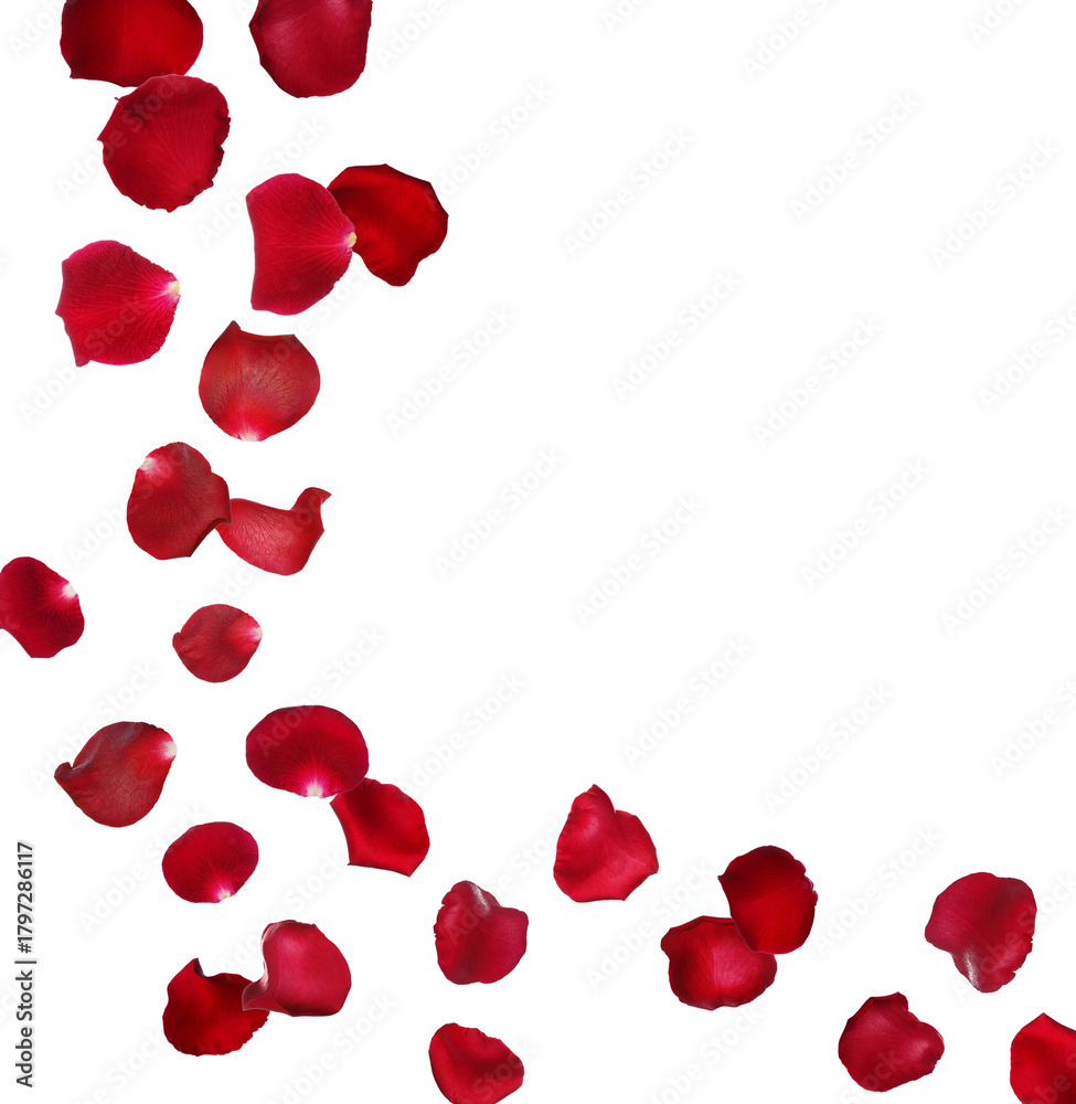 Fototapeta premium Red rose petals flying in air on white background