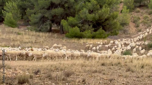 Transhumance route with sheep crossing dry fields near pine forest in Andalusia