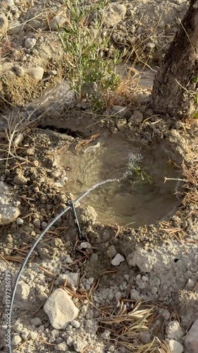 Drip irrigation watering young olive tree in arid soil of southern Spain