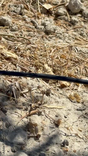 Drip irrigation watering young olive tree in arid soil of southern Spain