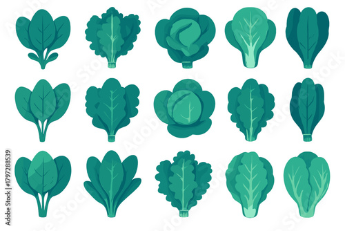 Collection of fresh green leafy vegetables including spinach, lettuce, and cabbage on white background