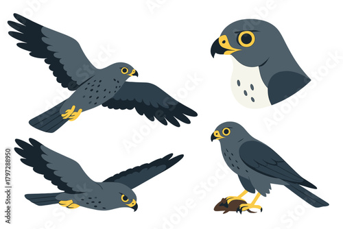 Dark gray raptor birds in various poses flying, hunting, and head profile