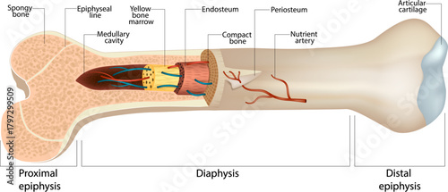 A detailed medical illustration showing the internal structure of a human long bone in cross-section. The diagram highlights the proximal epiphysis, diaphysis, distal epiphysis. Long Bone Structure 