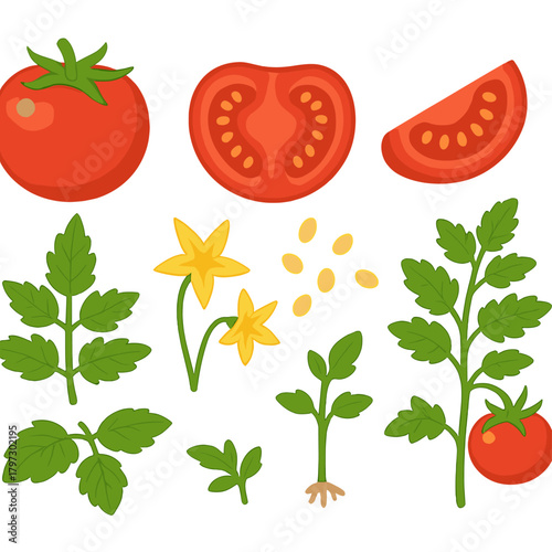 Detailed diagram of tomato plant life cycle showing fruit, leaves, flowers, and seeds
