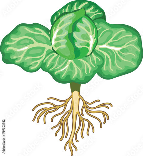Head of cabbage with root isolated on white background	
