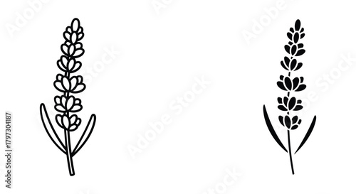 Lavender floral sprig outline and silhouette graphic art vector illustration minimalist design on white.