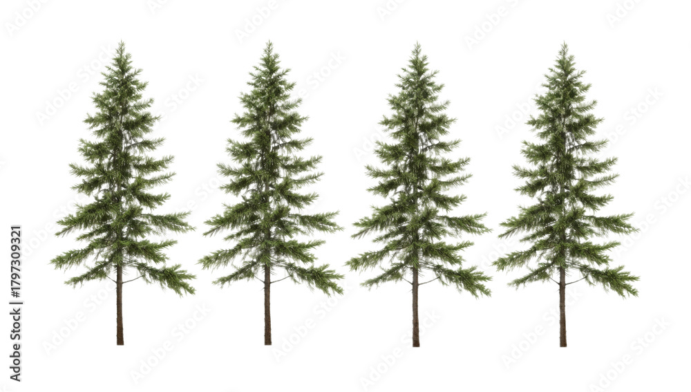 Obraz premium Four realistic evergreen trees, resembling fir or pine, with vibrant green needles and natural trunks, digitally illustrated and isolated on a clean white background