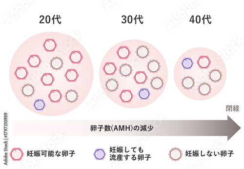 卵子数の減少　AMH